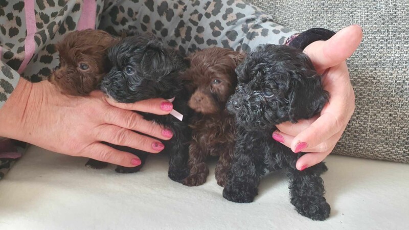 Elinka 5 týdnů se sourozenci